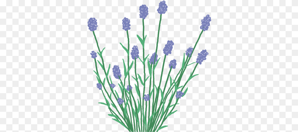 Lavender Buttercup, Flower, Plant, Grass Free Transparent Png