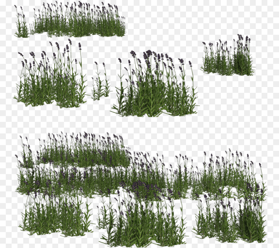 Lavender By Brokenwing Dstock Garden Lavanda Photoshop, Flower, Plant, Grass, Purple Free Png