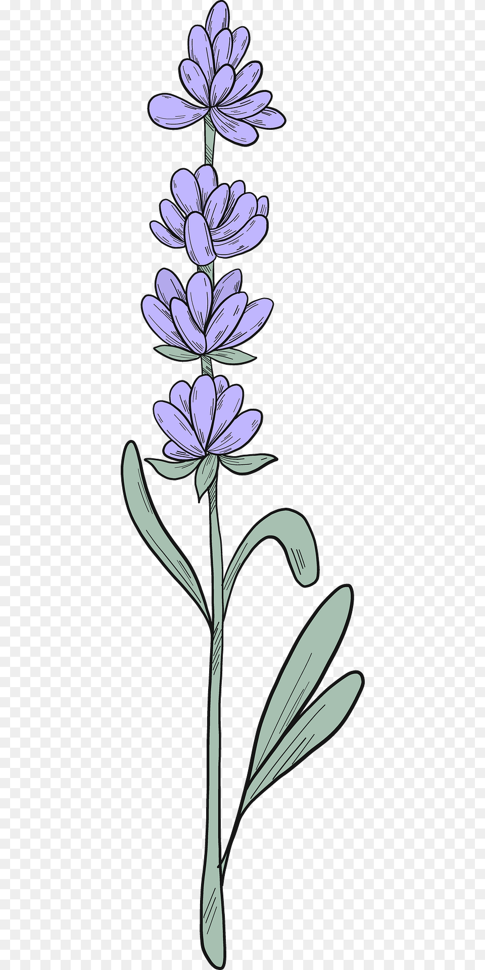 Lavender Clipart, Flower, Plant, Art, Agapanthus Free Transparent Png
