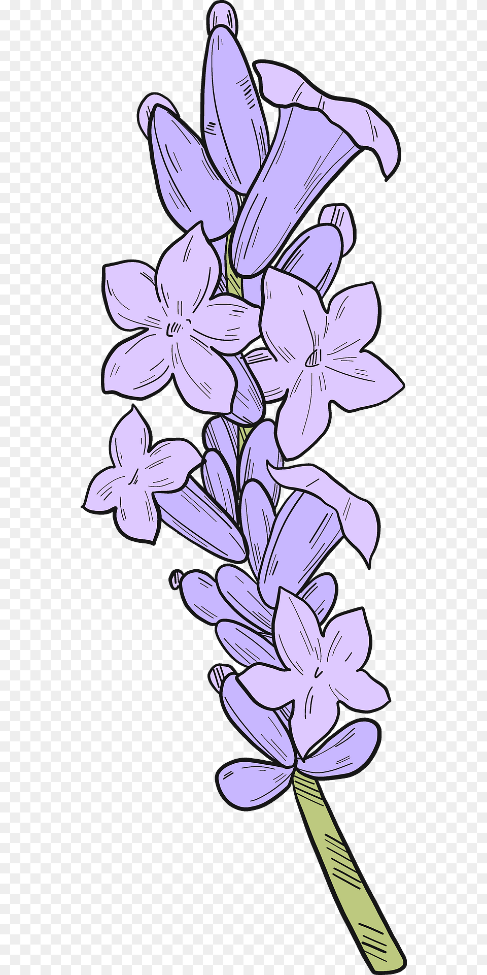 Lavender Clipart, Flower, Plant, Purple, Agapanthus Free Png