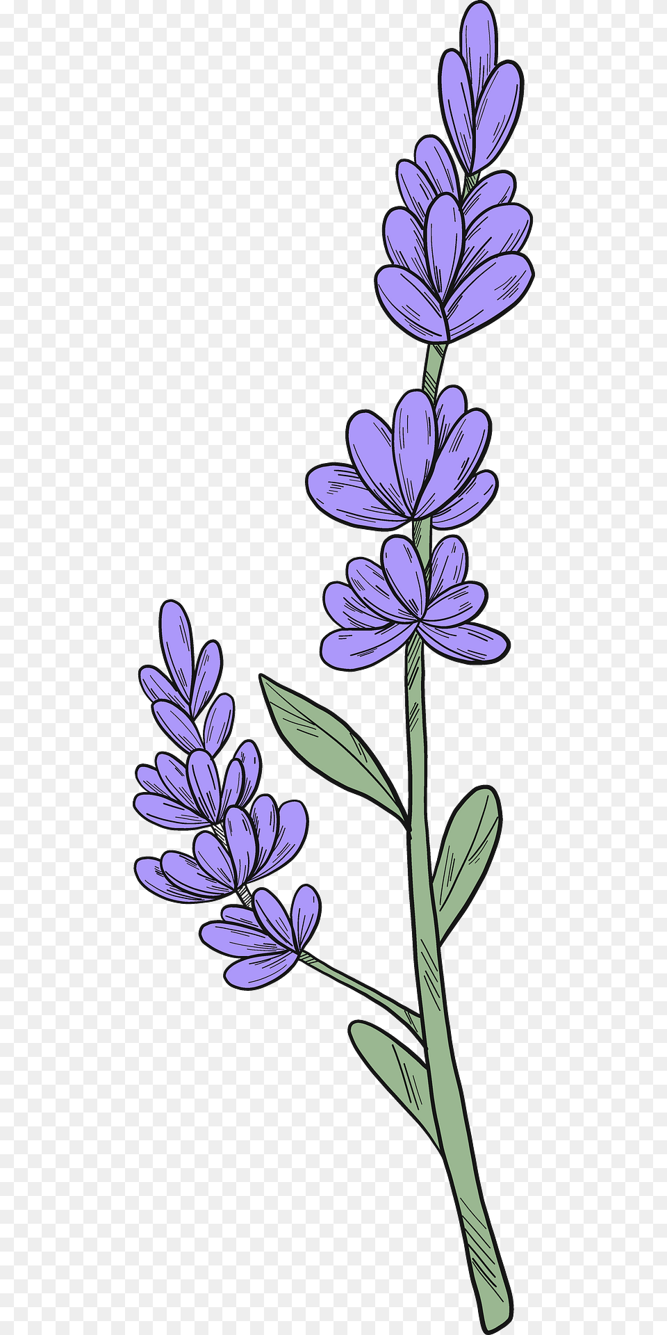 Lavender Clipart, Flower, Plant, Purple, Agapanthus Png
