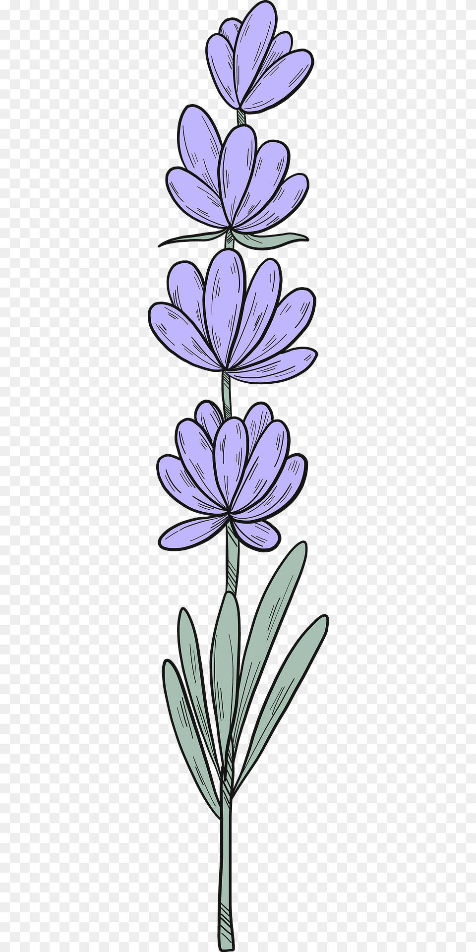 Lavender Clipart, Art, Flower, Plant, Petal Png Image