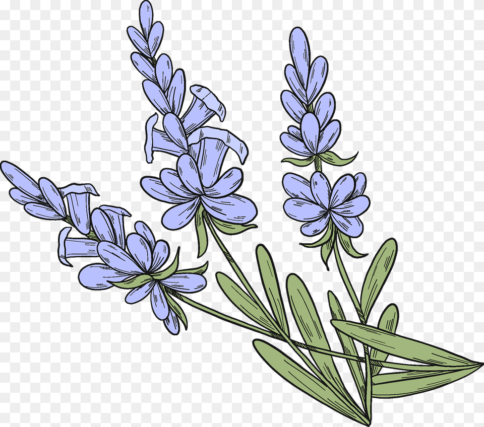 Lavender Clipart, Art, Floral Design, Flower, Graphics Png Image
