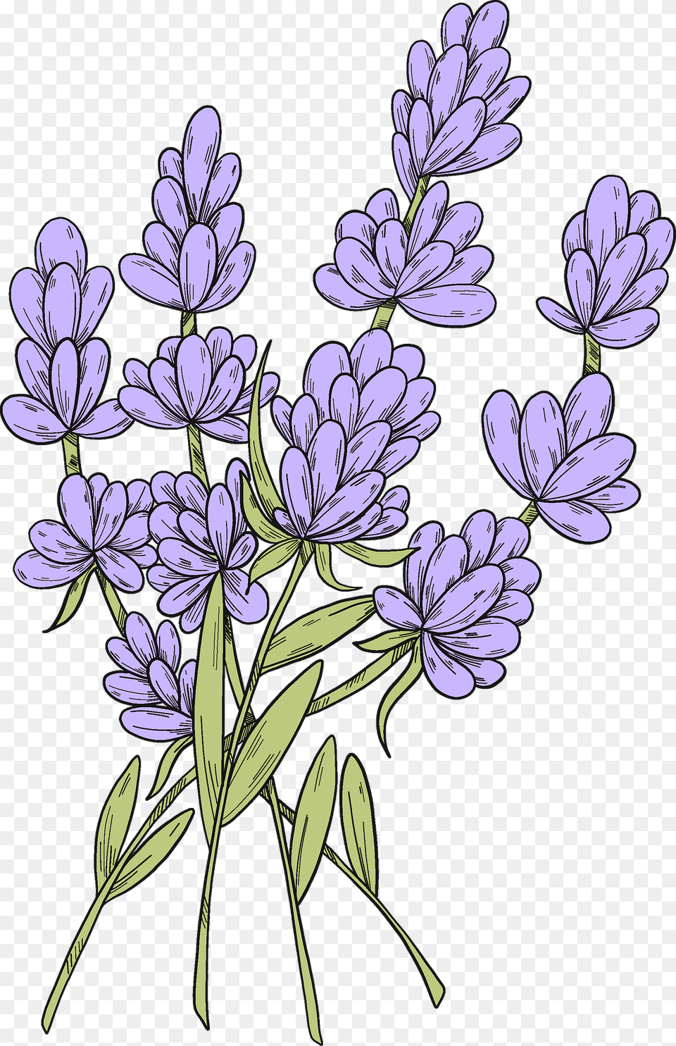 Lavender Clipart, Pattern, Art, Floral Design, Flower Png Image