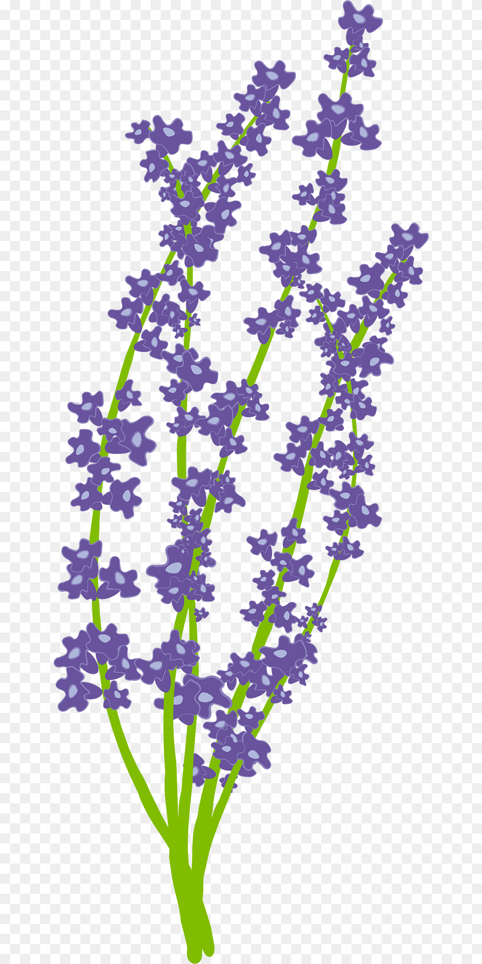 Lavender Clipart, Flower, Iris, Plant, Purple Free Png Download