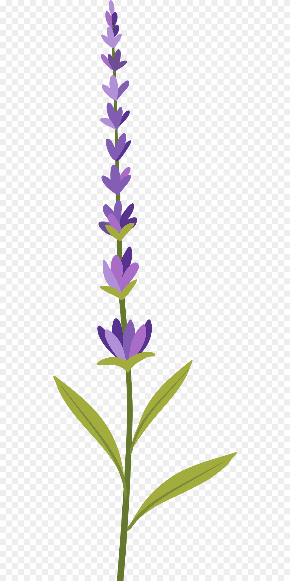 Lavender Clipart, Flower, Plant, Purple Png