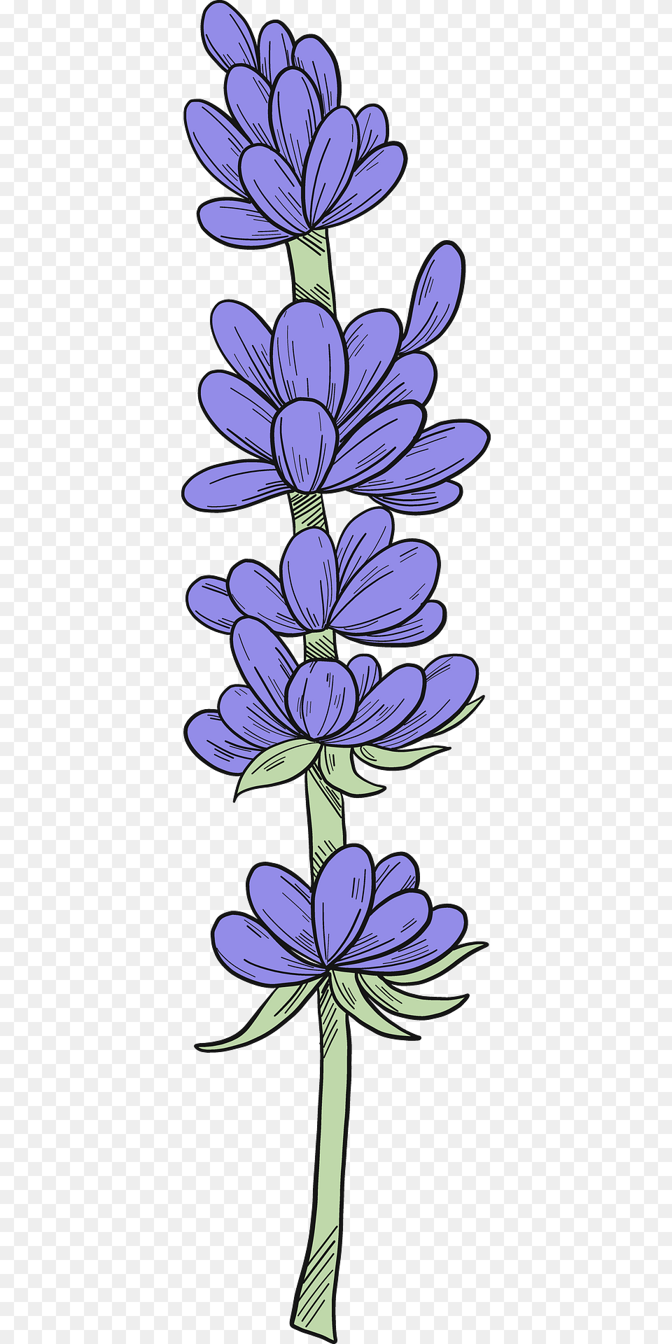 Lavender Clipart, Flower, Plant, Purple, Art Free Transparent Png