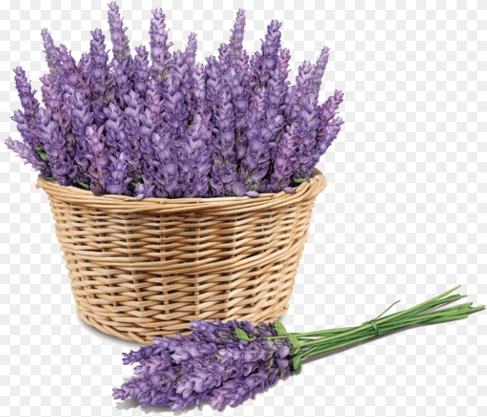 Lavender Clipart Free Transparent Png