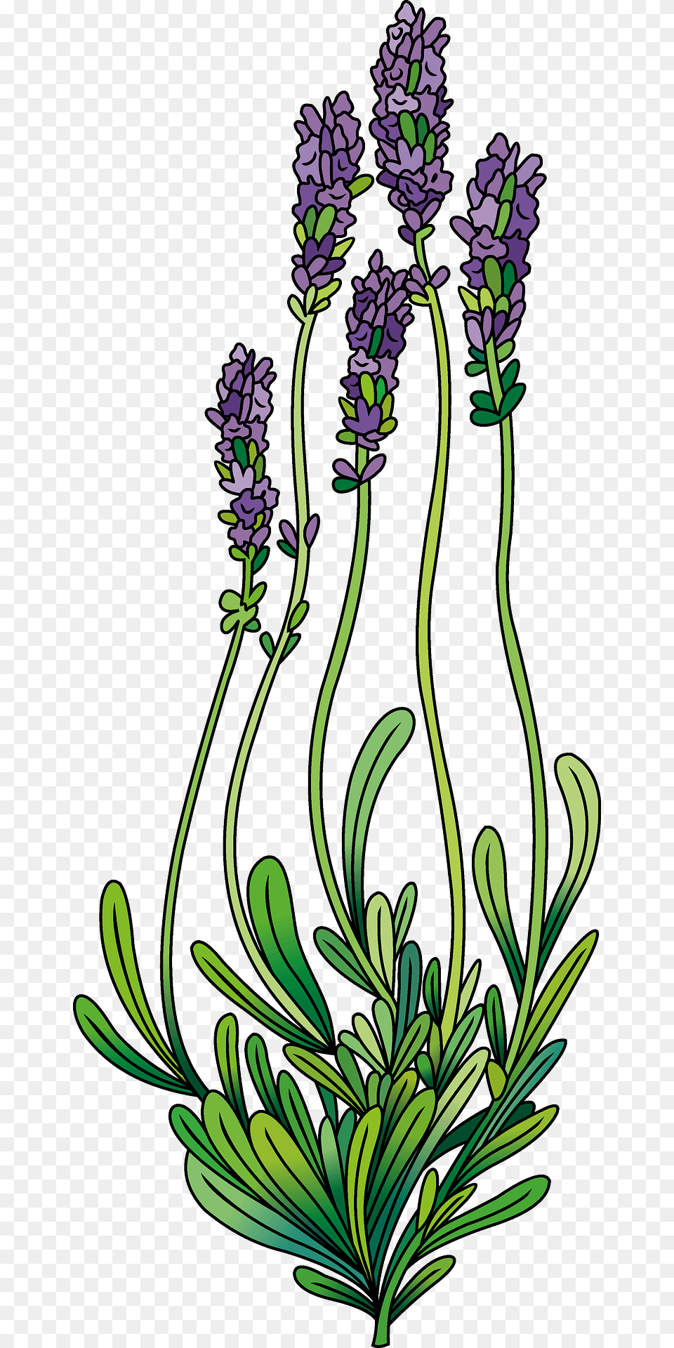 Lavender Clipart, Flower, Plant Free Png Download