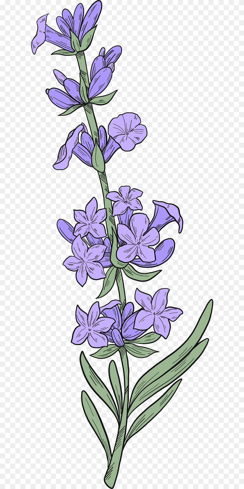 Lavender Clipart, Flower, Plant, Purple, Pattern Free Png