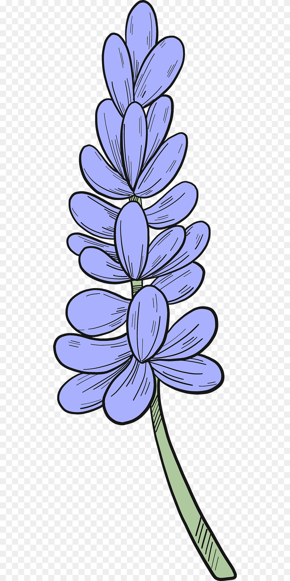 Lavender Clipart, Flower, Plant, Art Free Transparent Png
