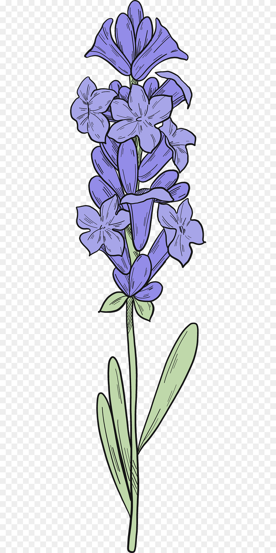Lavender Clipart, Flower, Iris, Plant, Purple Png