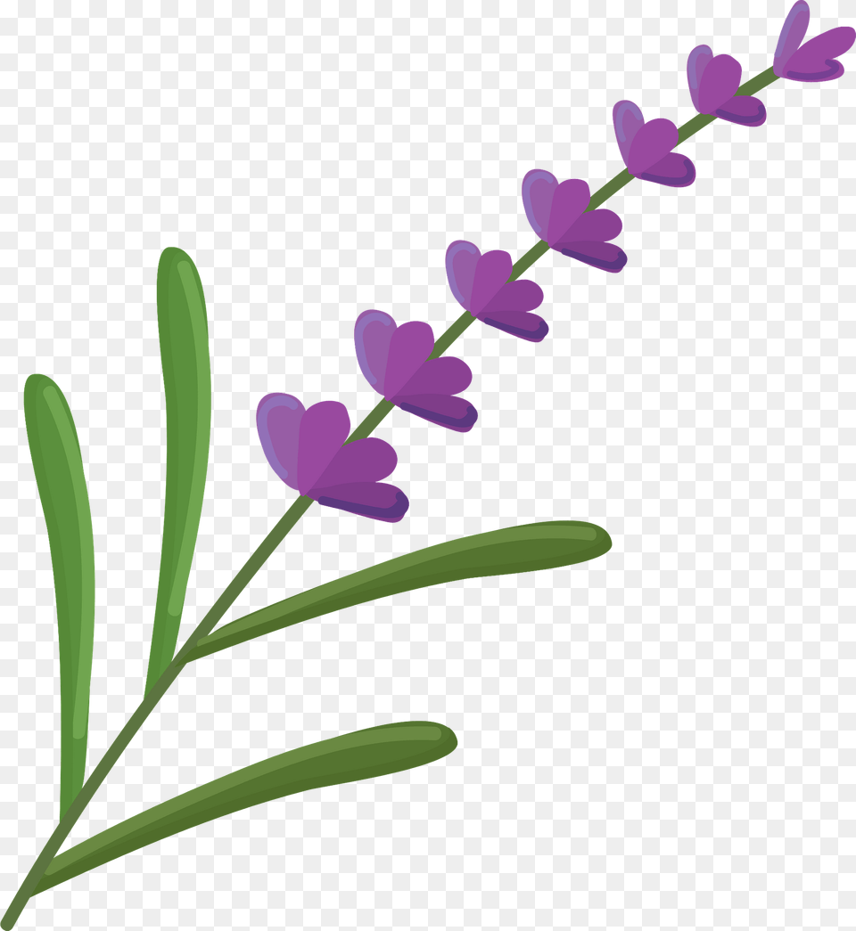 Lavender Clipart, Flower, Plant, Petal, Purple Png Image