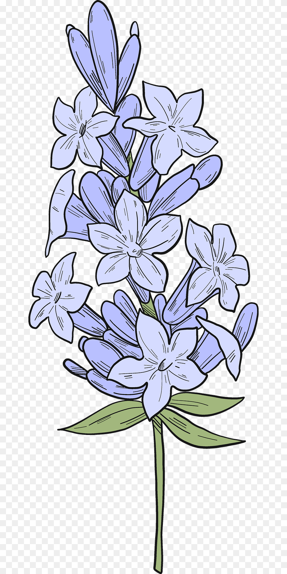Lavender Clipart, Flower, Plant, Agapanthus Free Transparent Png