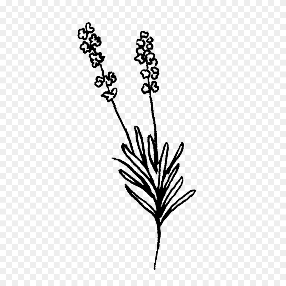 Lavender Clipart Black And White, Gray Free Transparent Png