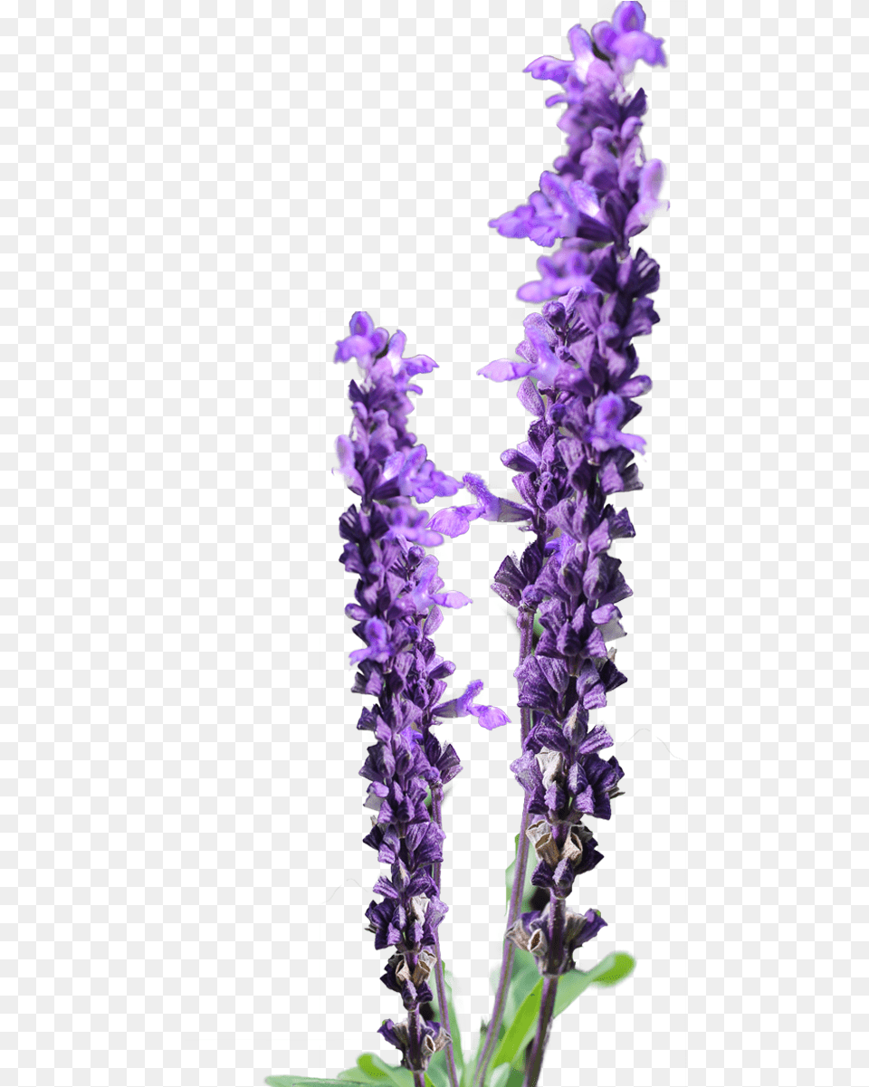 Lavender Clipart Clipartsco Transparent Lavender Clipart, Flower, Lupin, Plant, Purple Png