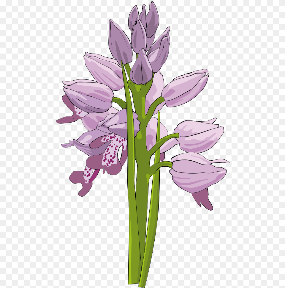 Lavender Clipart Orchid Flower Bunga Anggrek Bulan Vektor, Plant, Petal Png