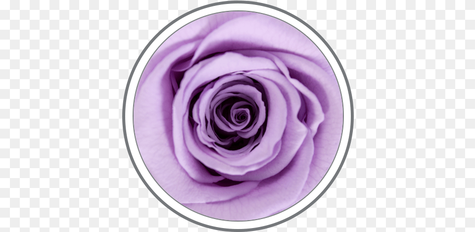 Lavender Definition, Flower, Plant, Rose, Petal Png