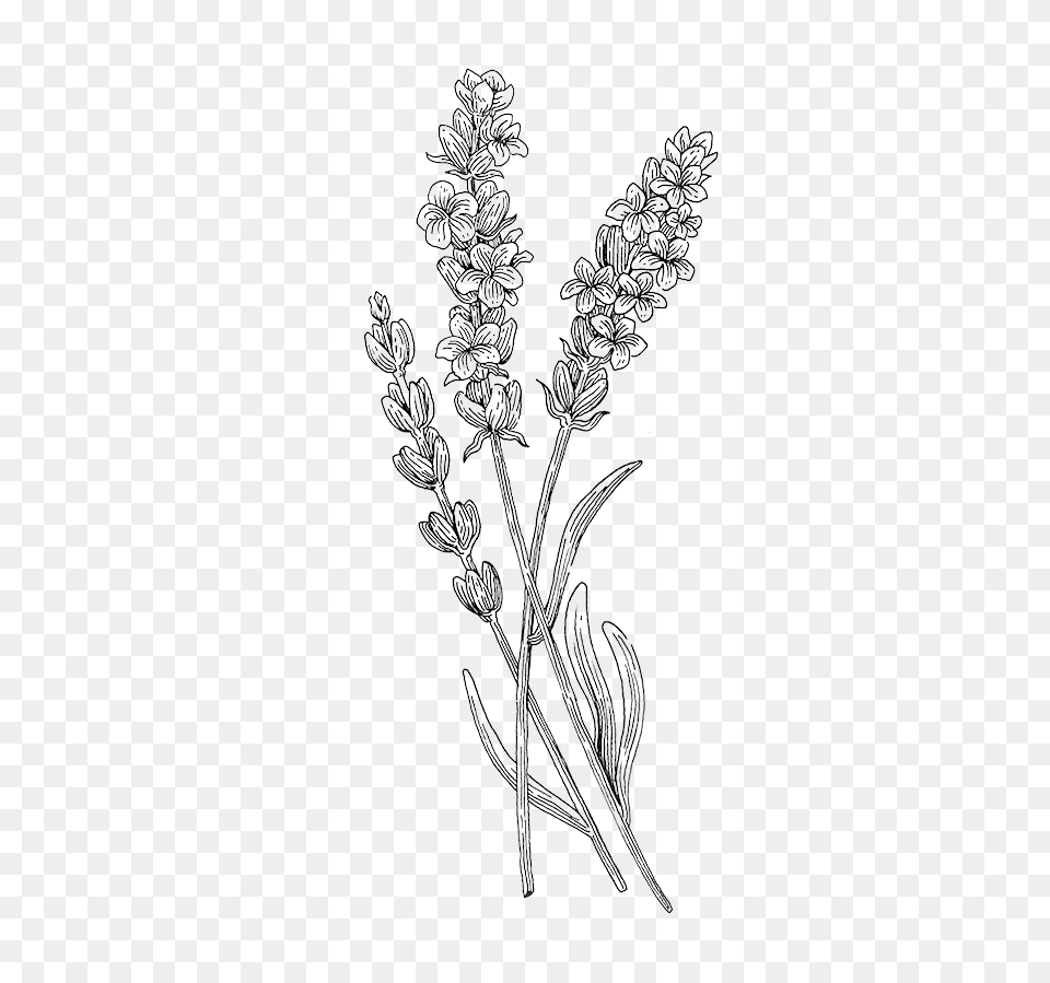 Lavender Drawing Botanical Plant Drawing, Grass, Amaranthaceae, Art, Chandelier Png