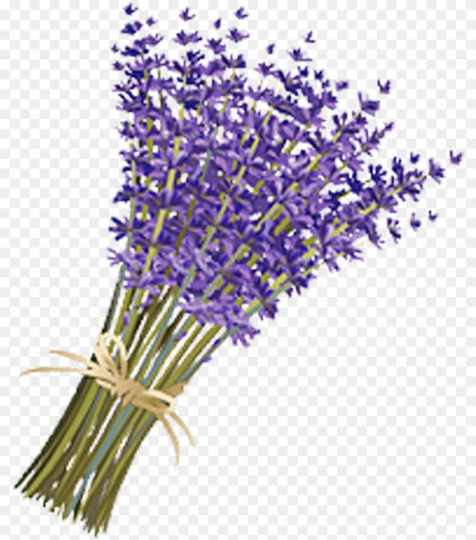 Lavender Drawing Lavender Flower, Plant Png Image