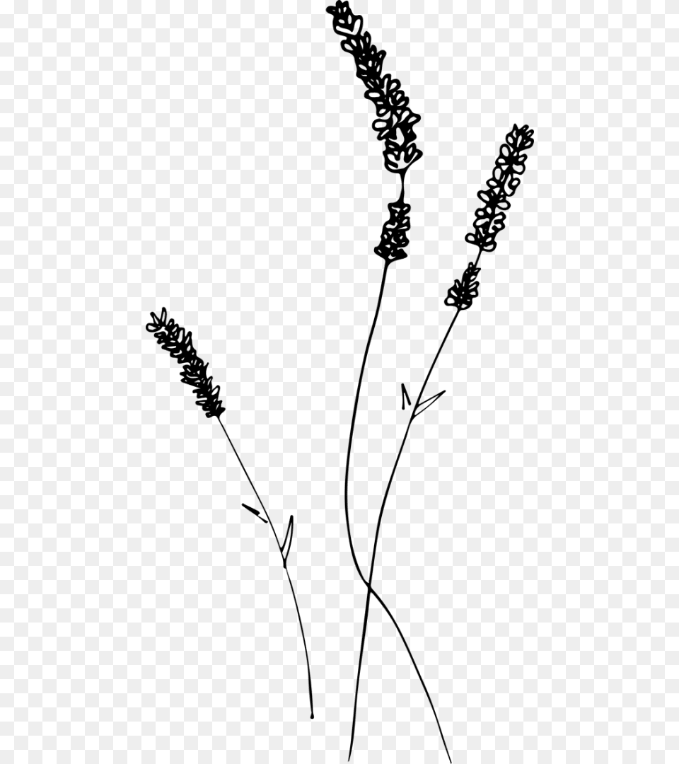 Lavender Drawing Line Art, Grass, Plant, Agropyron Free Png Download