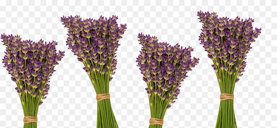 Lavender Essential Oil, Flower, Plant Free Transparent Png