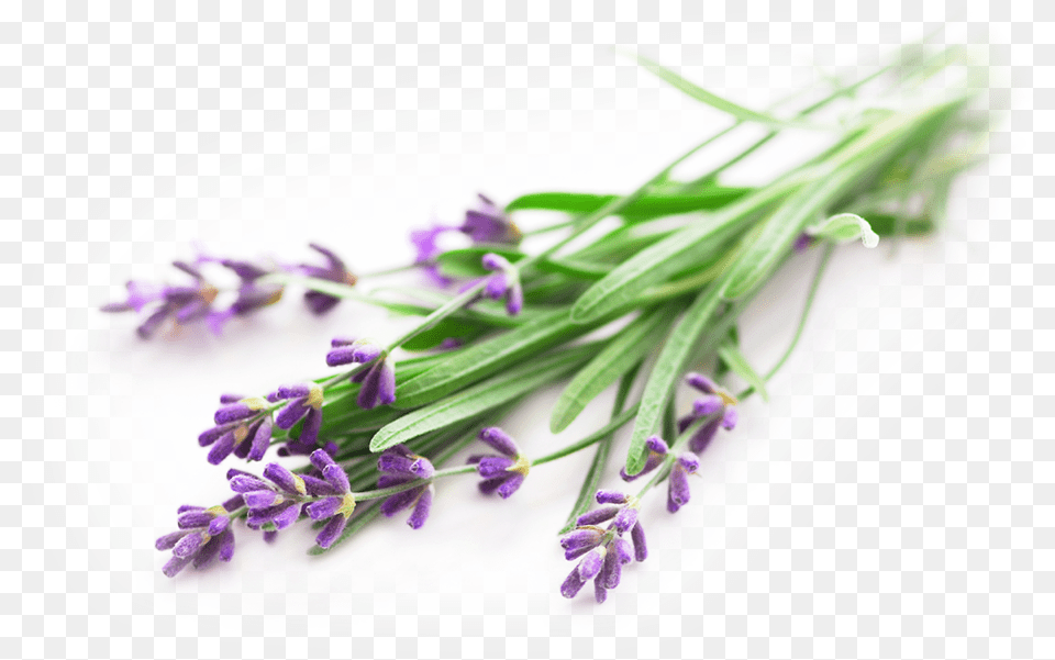 Lavender Essential Oil Lavender, Flower, Plant, Herbal, Herbs Free Png Download