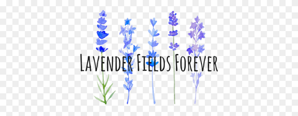 Lavender Fields Forever Watercolor Painting, Flower, Plant, Vegetation, Grass Free Transparent Png