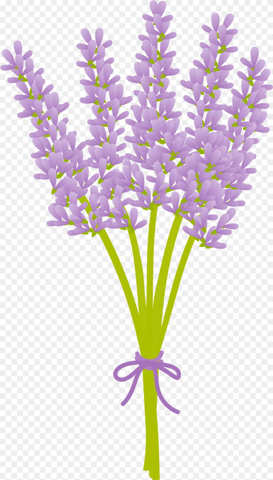 Lavender Flower With Lavender Flower Vector, Plant, Purple, Lupin Free Transparent Png