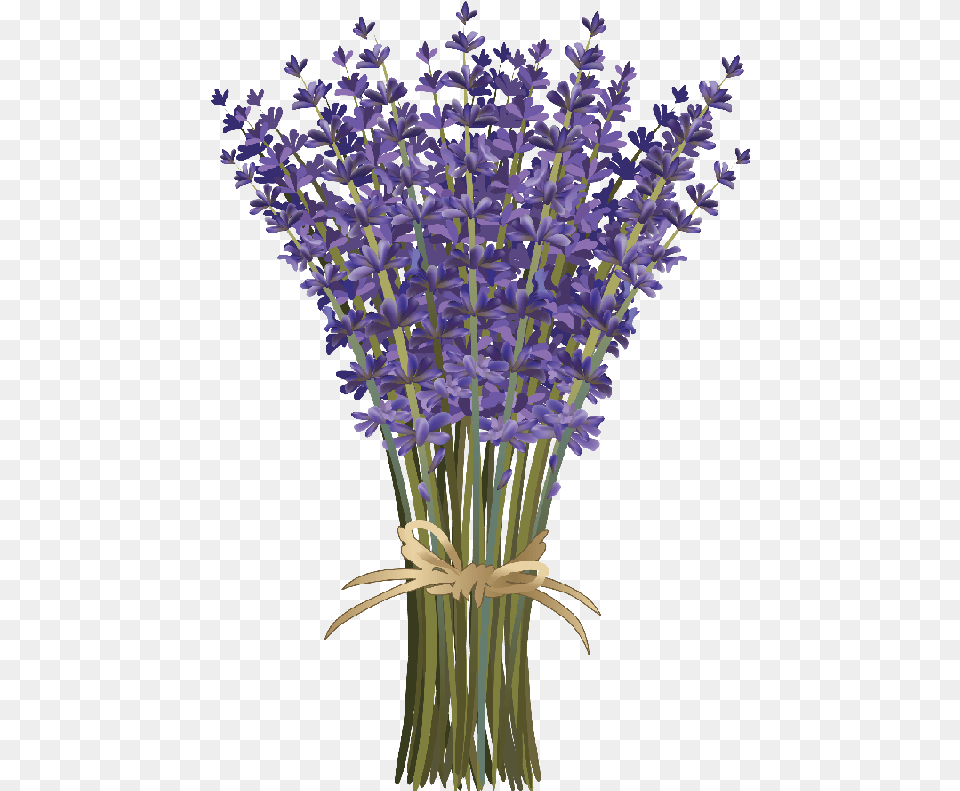 Lavender Flower Bouquet Laminas De Flores De Lavanda, Plant, Iris Free Png