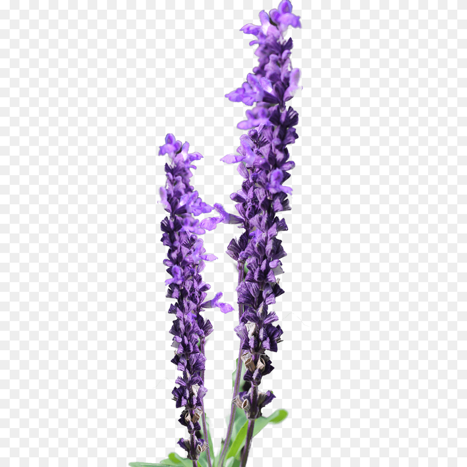 Lavender Flower Clip Art Lavender Flower Background Lavender Flower, Lupin, Plant, Purple Png Image