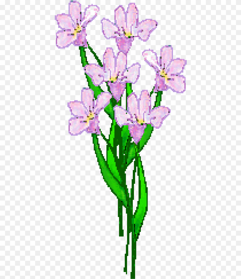 Lavender Flower Clip Art Lily, Anther, Plant, Person Free Png