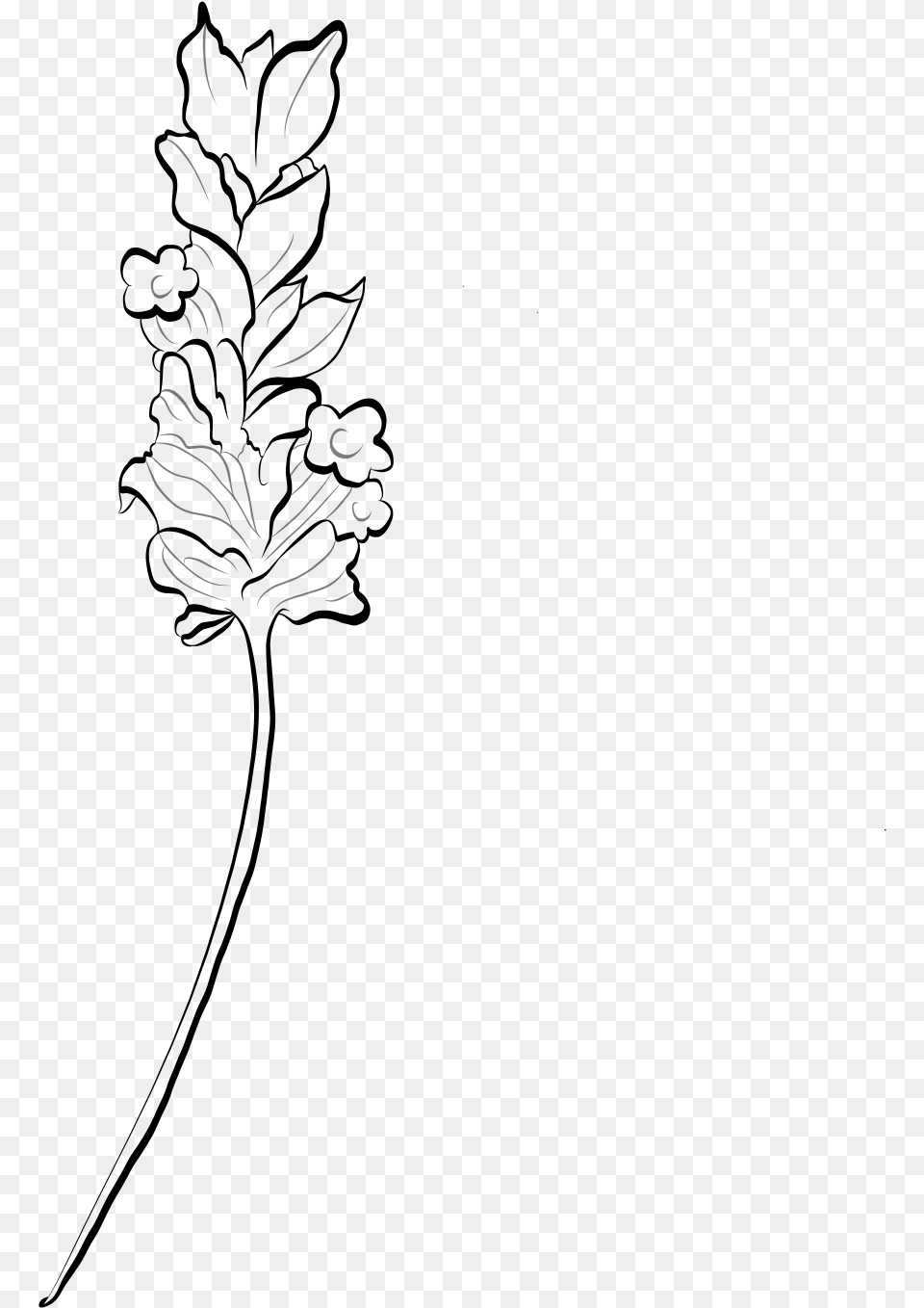 Lavender Flower Line Art, Gray Free Png Download