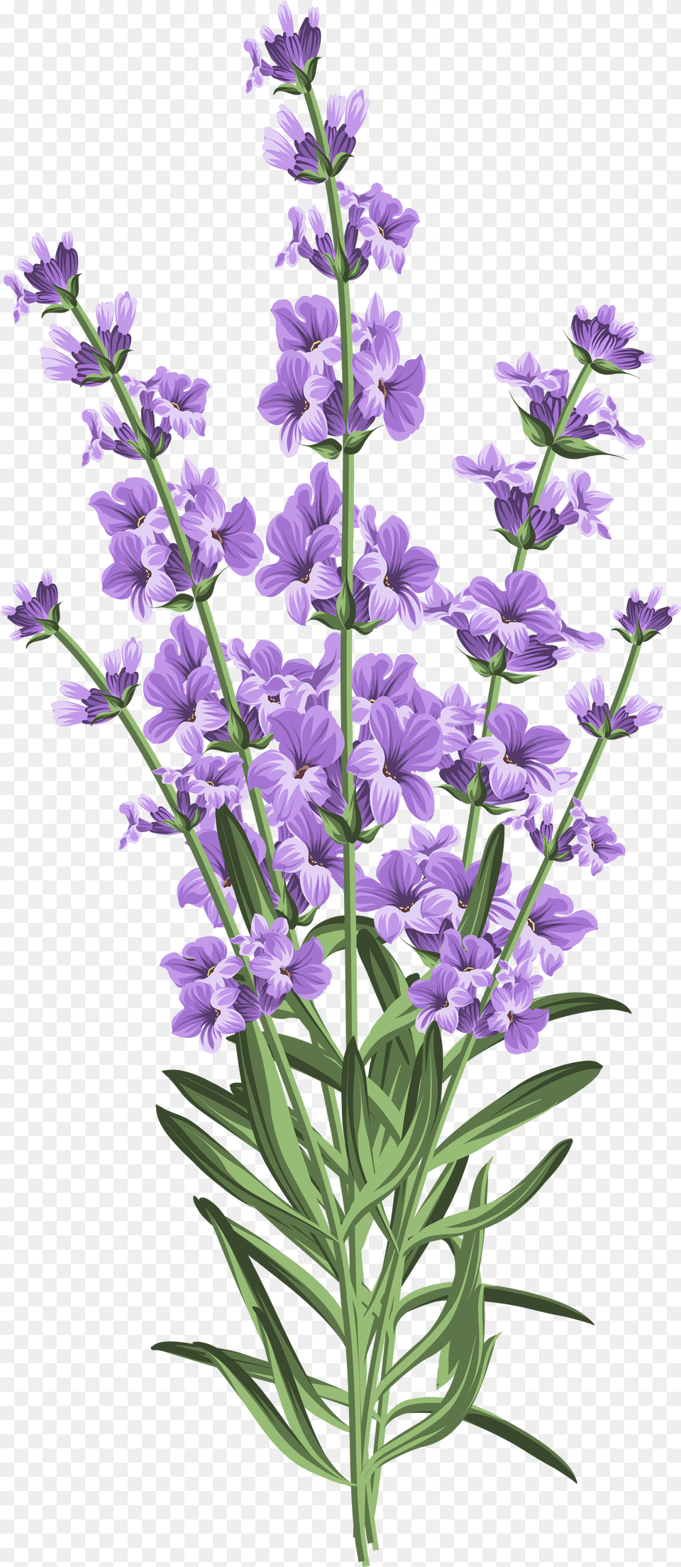 Lavender Flower Transparent Clip Art Lavender White Background, Sign, Symbol, Disk Png Image