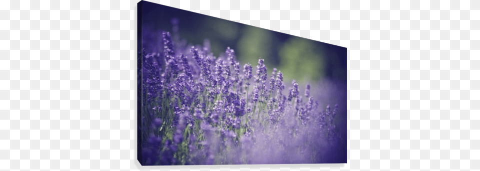 Lavender Flowers Canvas Print English Lavender, Flower, Plant Free Png Download