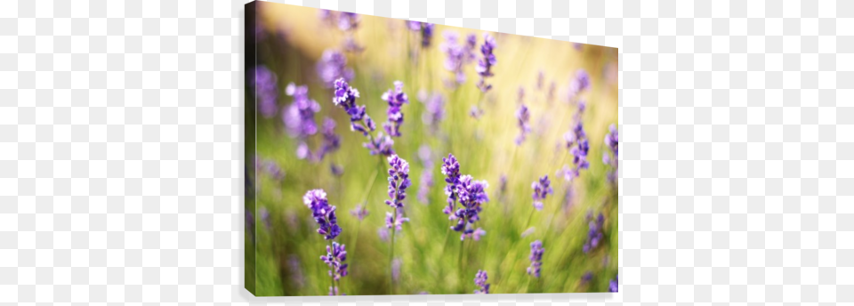 Lavender Flowers Canvas Print English Lavender, Flower, Plant, Purple Png Image