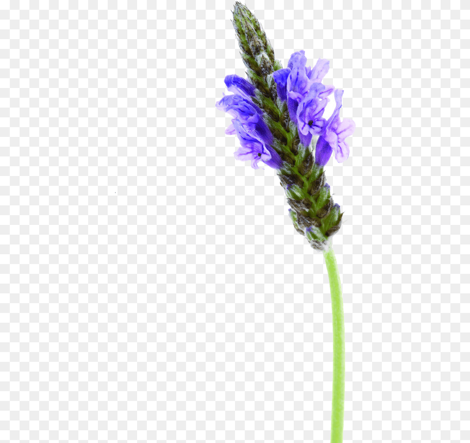 Lavender Flowers Format, Flower, Plant, Lupin, Geranium Free Png Download