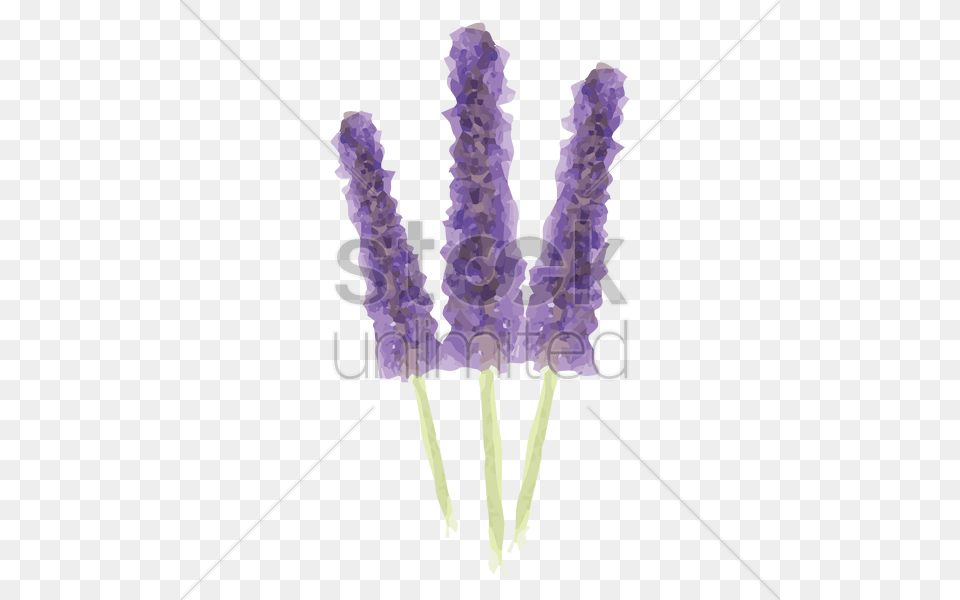 Lavender Flowers Vector Image, Flower, Plant, Purple, Festival Free Png Download