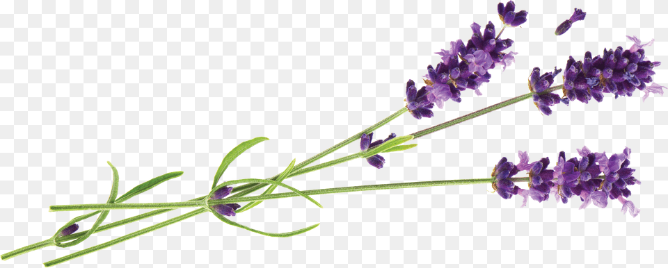 Lavender Foot Peel Mask Callus And Dead Skin Exfoliation, Flower, Plant Png Image