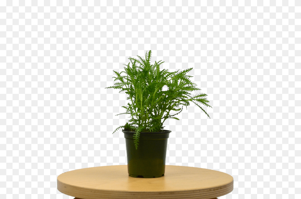 Lavender French Houseplant, Flower, Flower Arrangement, Palm Tree, Plant Png