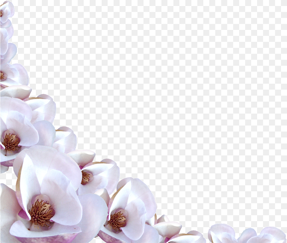Lavender Garden Printable Transparent Background 1 White Flower Border, Orchid, Petal, Plant, Rose Free Png Download