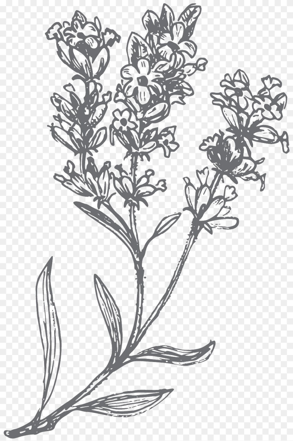 Lavender Hand Drawn, Outdoors, Plant, Nature, Art Png Image