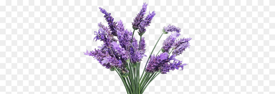 Lavender Images Lavender Flowers Background, Flower, Plant Free Png