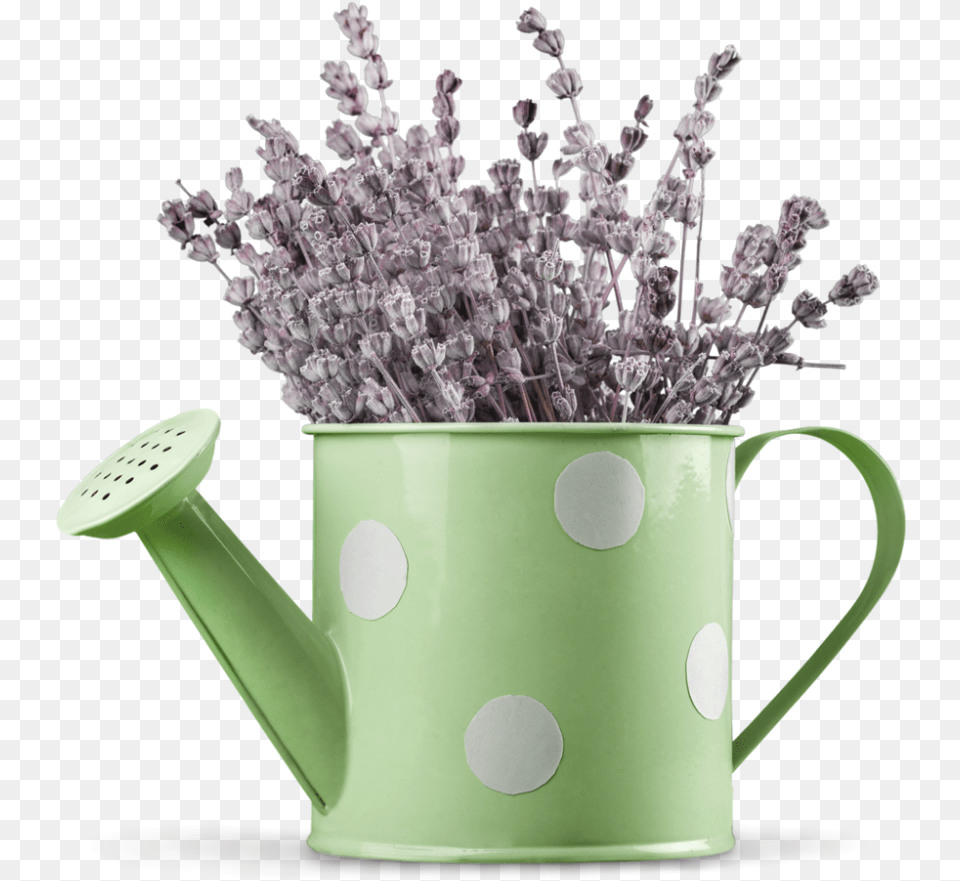 Lavender In Watering Can Lavaner In Watering Can, Plant, Tin, Flower, Watering Can Free Png