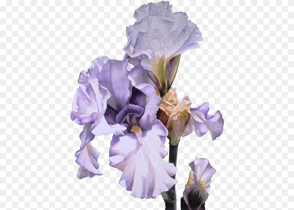 Lavender Iris Watercolors Watercolor And Arleta Pech Lavender And Lace Signed Open Edition, Flower, Petal, Plant, Rose Free Png