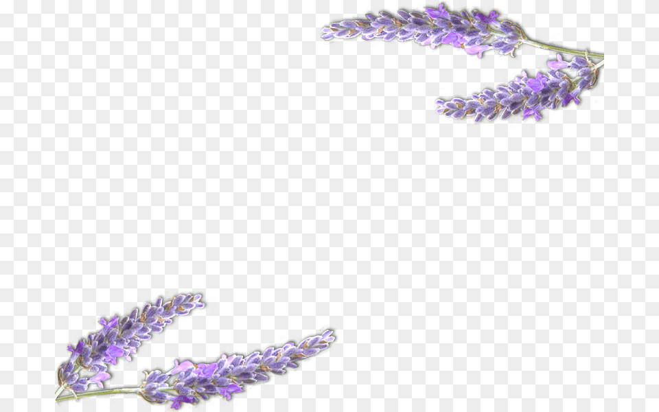 Lavender Lavande Dessin, Flower, Lupin, Plant, Purple Png Image