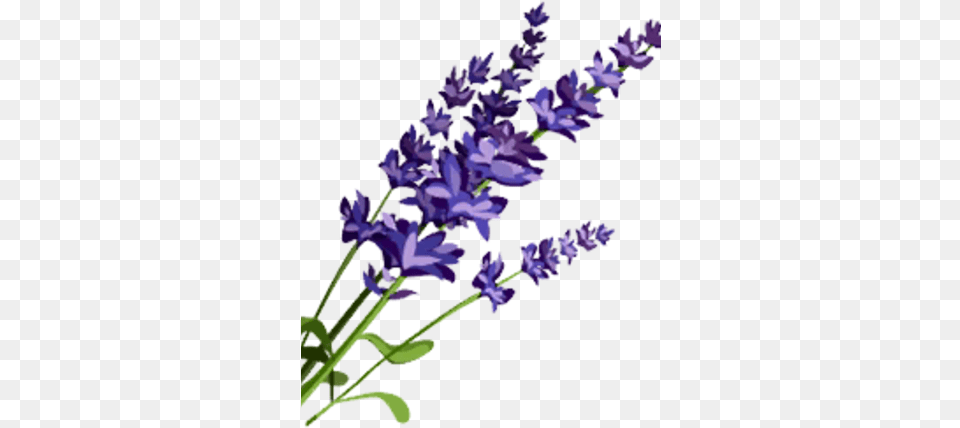 Lavender Lavender, Flower, Plant Free Transparent Png