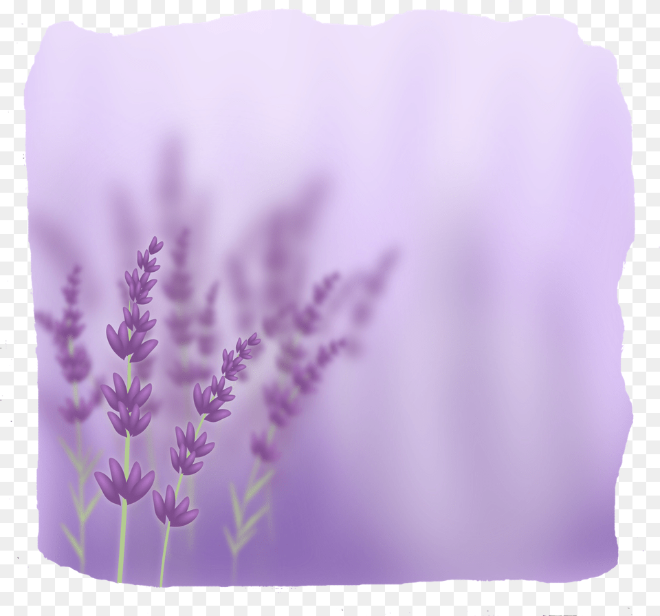 Lavender Light Purple Lavender Background, Flower, Plant, Adult, Wedding Free Png