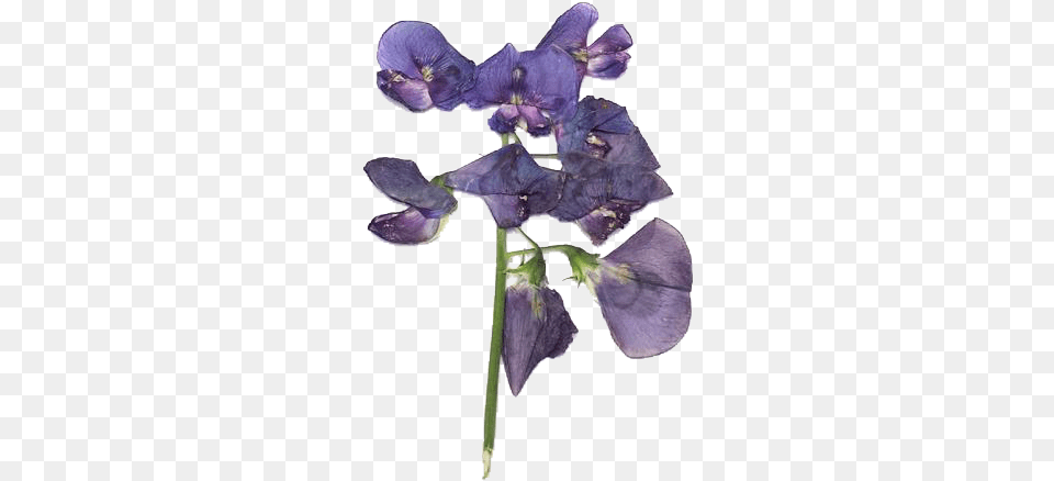 Lavender Moodboard Moodboards Purple Flowers, Flower, Iris, Petal, Plant Free Transparent Png