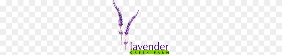 Lavender Oil Benefits Kapiti Natural Oil Products New Zealand Nz, Flower, Plant Png Image
